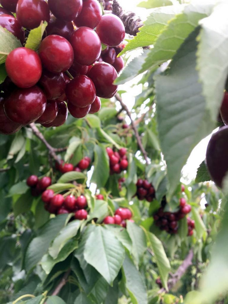 Bunches of cherries on a tree at a cherry picking farm in Brentwood, CA