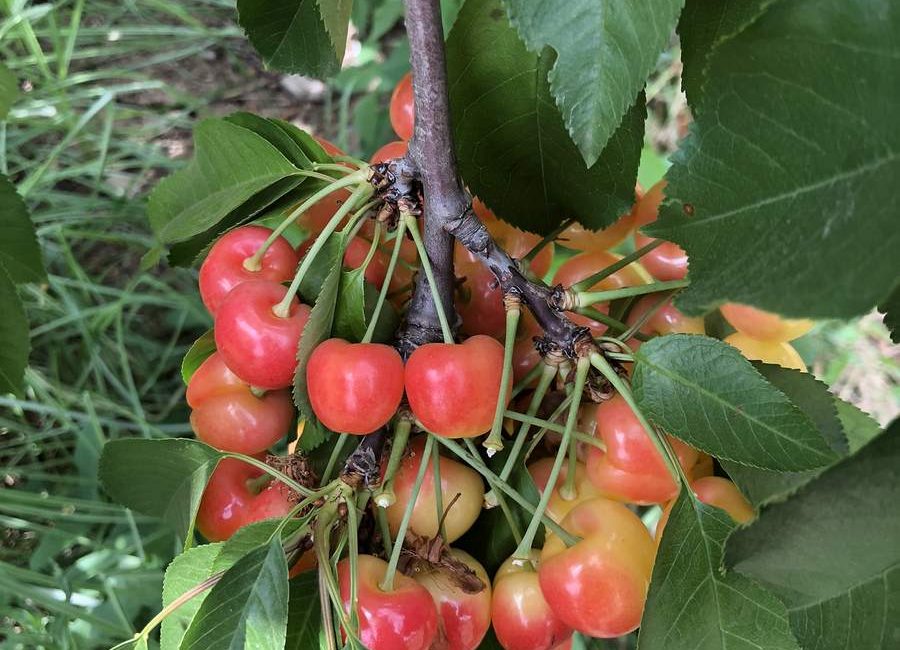 Ranier Cherries at G&S farms in brentwood