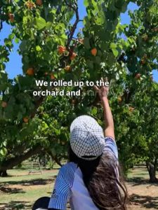 Pomeroy farms apricot picking child reaching for fruit
