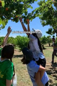 Pomeroy farms apricot picking child reaching for fruit on back of other child