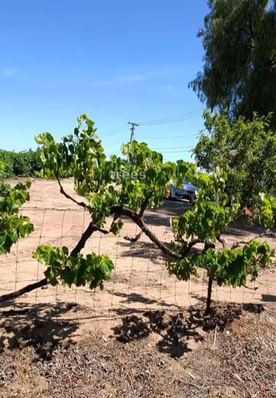 Delta de Anza trail vineyards