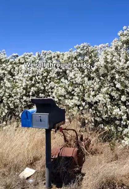 Oleander, blue sky, mailbox
