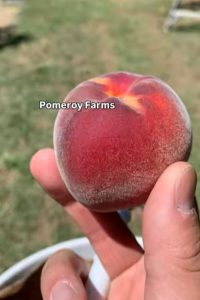 Peach from Pomeroy farms