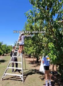 Fruit picking at Pomeroy farms with a ladder